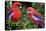 Crimson Rosella-Howard Ruby-Stretched Canvas