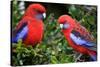Crimson Rosella-Howard Ruby-Stretched Canvas