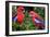 Crimson Rosella-Howard Ruby-Framed Photographic Print