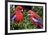 Crimson Rosella-Howard Ruby-Framed Photographic Print