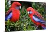 Crimson Rosella-Howard Ruby-Mounted Photographic Print