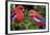 Crimson Rosella-Howard Ruby-Framed Photographic Print