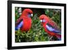 Crimson Rosella-Howard Ruby-Framed Photographic Print