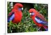 Crimson Rosella-Howard Ruby-Framed Photographic Print