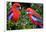 Crimson Rosella-Howard Ruby-Framed Photographic Print