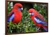 Crimson Rosella-Howard Ruby-Framed Photographic Print