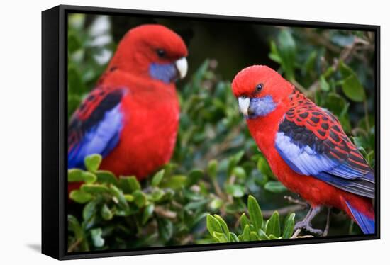 Crimson Rosella-Howard Ruby-Framed Stretched Canvas