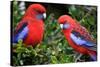 Crimson Rosella-Howard Ruby-Stretched Canvas