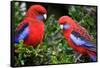 Crimson Rosella-Howard Ruby-Framed Stretched Canvas