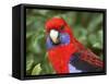 Crimson Rosellas, O'Reilly's Rainforest, Lamington National Park, Queensland, Australia-David Wall-Framed Stretched Canvas