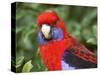 Crimson Rosellas, O'Reilly's Rainforest, Lamington National Park, Queensland, Australia-David Wall-Stretched Canvas