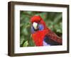 Crimson Rosellas, O'Reilly's Rainforest, Lamington National Park, Queensland, Australia-David Wall-Framed Photographic Print