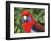 Crimson Rosellas, O'Reilly's Rainforest, Lamington National Park, Queensland, Australia-David Wall-Framed Photographic Print