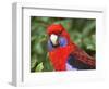 Crimson Rosellas, O'Reilly's Rainforest, Lamington National Park, Queensland, Australia-David Wall-Framed Photographic Print