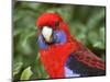Crimson Rosellas, O'Reilly's Rainforest, Lamington National Park, Queensland, Australia-David Wall-Mounted Photographic Print