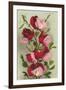 Crimson Sweet Peas-null-Framed Art Print