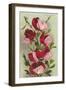 Crimson Sweet Peas-null-Framed Art Print