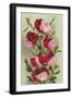 Crimson Sweet Peas-null-Framed Art Print