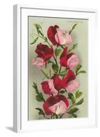 Crimson Sweet Peas-null-Framed Art Print