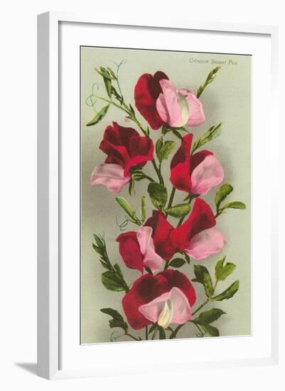 Crimson Sweet Peas-null-Framed Art Print