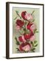 Crimson Sweet Peas-null-Framed Art Print