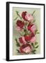 Crimson Sweet Peas-null-Framed Art Print