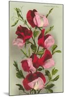 Crimson Sweet Peas-null-Mounted Art Print