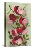 Crimson Sweet Peas-null-Stretched Canvas