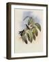 Crimson-Throated Wood Star, Calothorax Ros?-John Gould-Framed Giclee Print