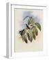 Crimson-Throated Wood Star, Calothorax Ros?-John Gould-Framed Giclee Print