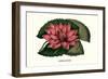 Crimson Water Lily-Louis Van Houtte-Framed Art Print