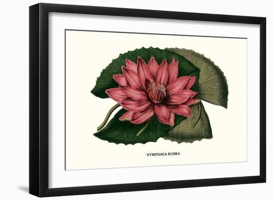 Crimson Water Lily-Louis Van Houtte-Framed Art Print