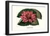 Crimson Water Lily-Louis Van Houtte-Framed Art Print