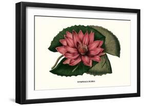 Crimson Water Lily-Louis Van Houtte-Framed Art Print