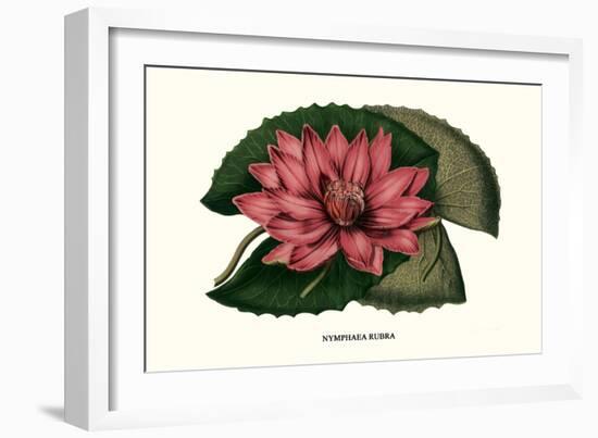 Crimson Water Lily-Louis Van Houtte-Framed Art Print