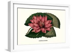 Crimson Water Lily-Louis Van Houtte-Framed Art Print