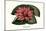 Crimson Water Lily-Louis Van Houtte-Mounted Art Print