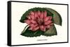 Crimson Water Lily-Louis Van Houtte-Framed Stretched Canvas