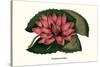 Crimson Water Lily-Louis Van Houtte-Stretched Canvas