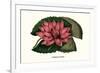 Crimson Water Lily-Louis Van Houtte-Framed Premium Giclee Print