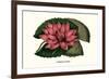 Crimson Water Lily-Louis Van Houtte-Framed Premium Giclee Print