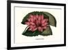 Crimson Water Lily-Louis Van Houtte-Framed Premium Giclee Print