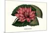 Crimson Water Lily-Louis Van Houtte-Mounted Premium Giclee Print