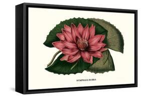 Crimson Water Lily-Louis Van Houtte-Framed Stretched Canvas