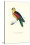 Crimson Winged Parakeet - Aprosmictus Erythropterus-Edward Lear-Stretched Canvas