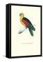 Crimson Winged Parakeet - Aprosmictus Erythropterus-Edward Lear-Framed Stretched Canvas