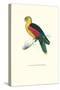 Crimson Winged Parakeet - Aprosmictus Erythropterus-Edward Lear-Stretched Canvas