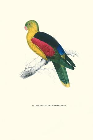 https://imgc.allpostersimages.com/img/posters/crimson-winged-parakeet-aprosmictus-erythropterus_u-L-Q1I3O8E0.jpg?artPerspective=n