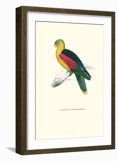 Crimson Winged Parakeet - Aprosmictus Erythropterus-Edward Lear-Framed Art Print