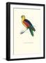 Crimson Winged Parakeet - Aprosmictus Erythropterus-Edward Lear-Framed Art Print